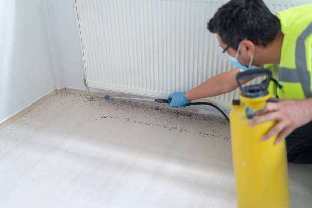 Best Ant Control Services  in Clifton, AZ